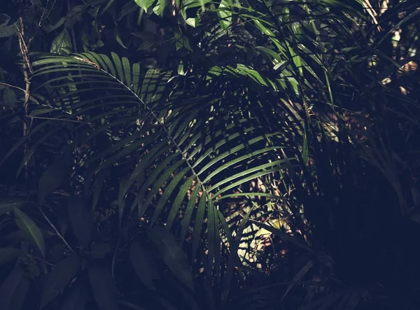 Dschungelpalme — Stockfoto