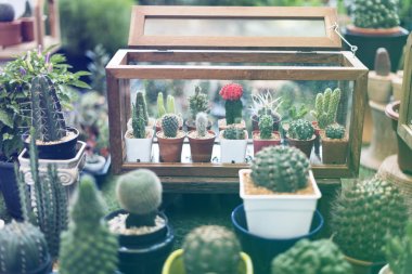 Dekoratif houseplant koleksiyonu