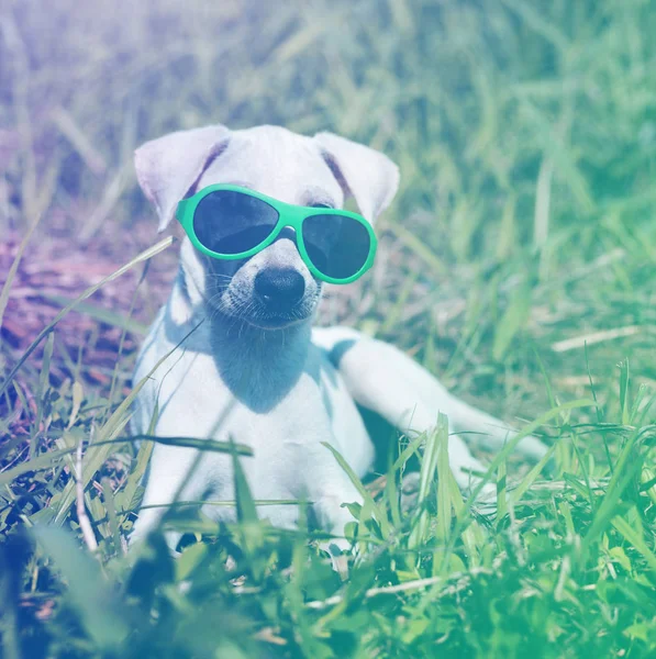 Perro blanco acostado en hierba verde — Foto de Stock