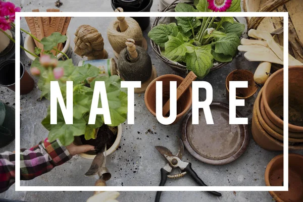 Female hands replanting home plant — Stock Photo, Image