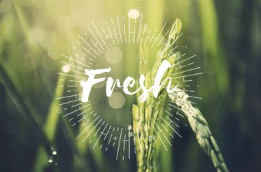 organik yeşil bitkiler