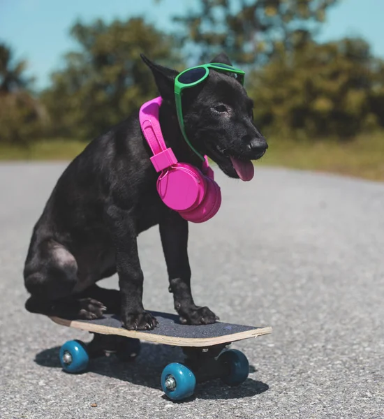 Monopatín negro para perros — Foto de Stock