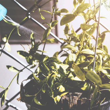 evde houseplant sulama