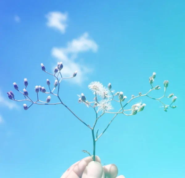 Hand Hold Branche with flowers — Stock Photo, Image