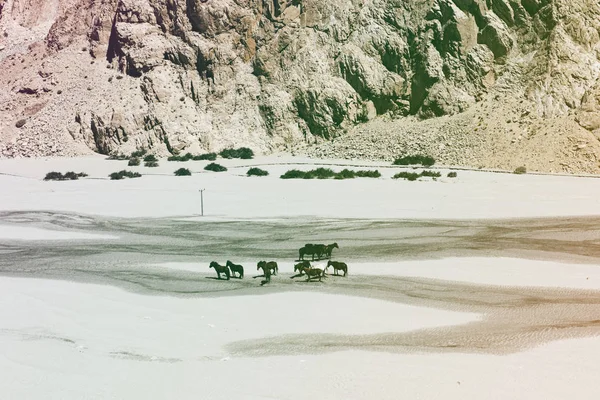 Atları Mountain yakınındaki sürüsü — Stok fotoğraf