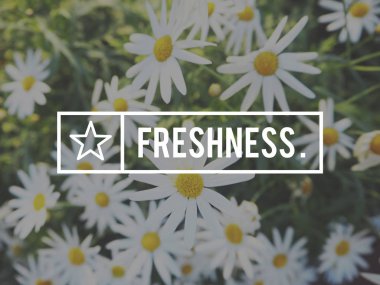 chamomiles yaz alanında