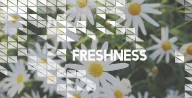 Chamomiles alanında, yakın çekim