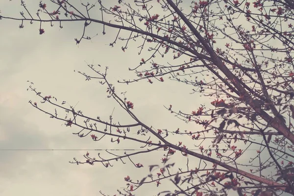 Rami d'albero con fiori — Foto Stock
