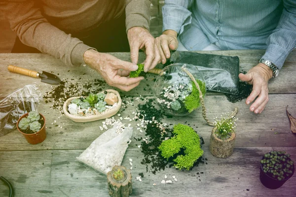 Paar aanplant vetplanten. — Stockfoto