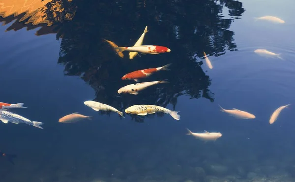 Carpa de lujo nadando en el estanque — Foto de Stock