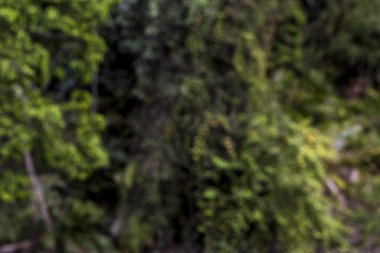 güzel yeşil yaz ağaçlar