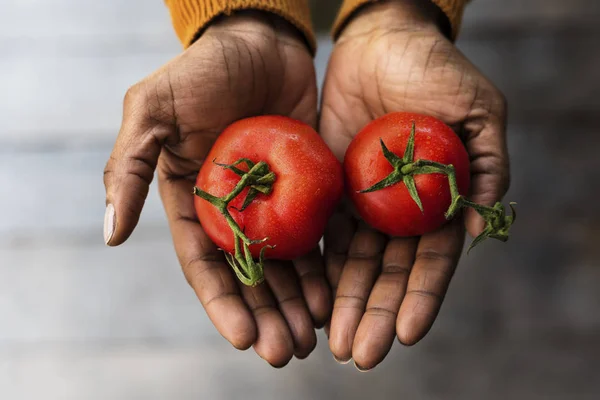 손 들고 토마토 — 스톡 사진
