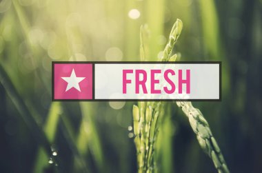 organik yeşil bitkiler