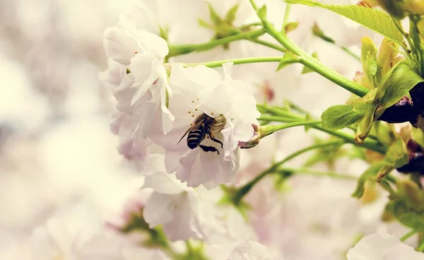 Beautiful Flowers and flying Bee — Stock Photo, Image