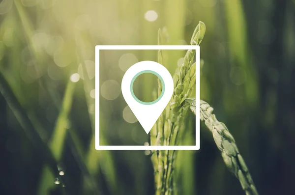 Zelené pole pšenice v dopoledních hodinách — Stock fotografie