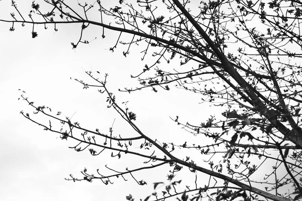 Гілки дерев і небо — стокове фото