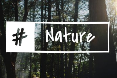 tropikal Orman ağaçları ile