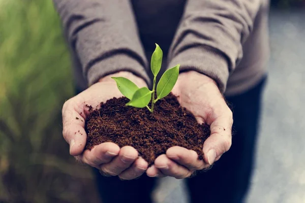 Handen met groene plant in de bodem — Stockfoto