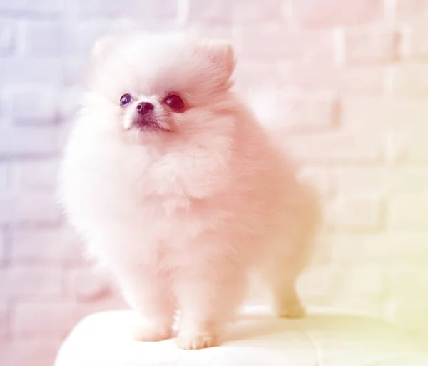 毛茸茸的小狗 — 图库照片