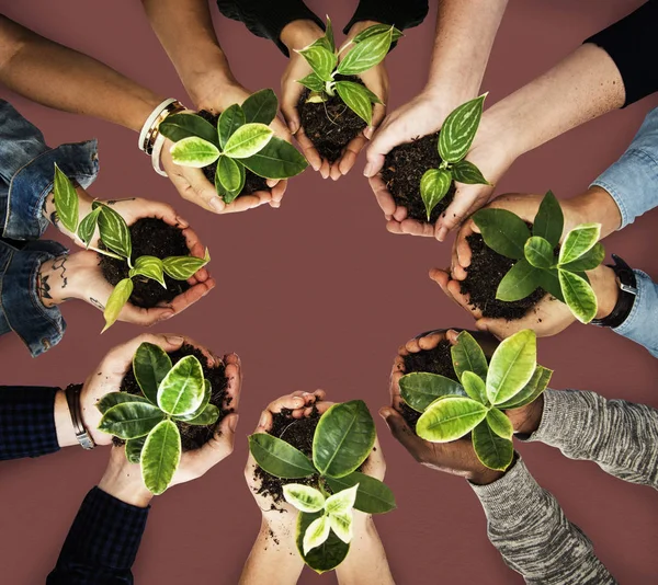 Manos sosteniendo las plantas en las macetas — Foto de Stock