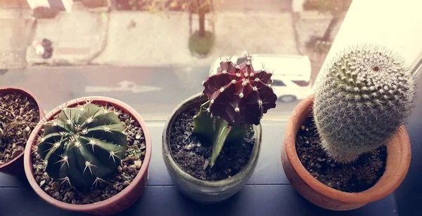 Plantes d'intérieur cactus sur étagère de fenêtre — Photo