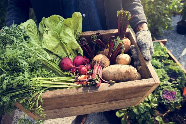 Jardinero con productos agrícolas ecológicos — Foto de Stock