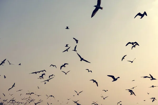 在天空中飞翔的海鸥 — 图库照片