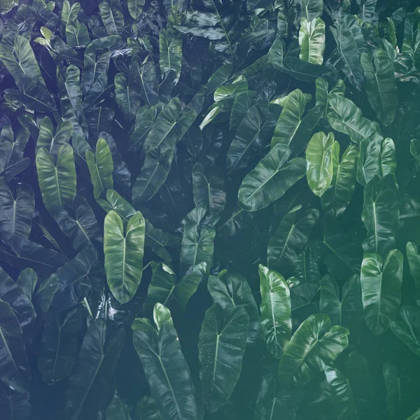 Zelené velké tropické listy — Stock fotografie
