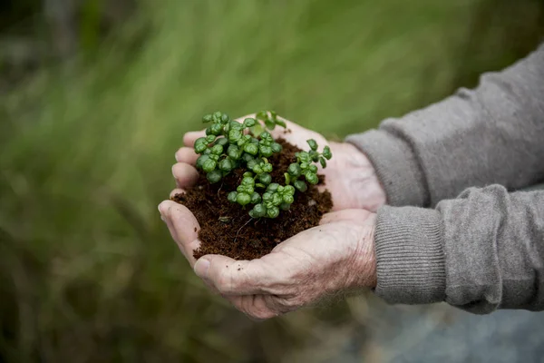 Houder plant in handen — Stockfoto