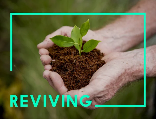 Person holding plant in hands — Stock Photo, Image