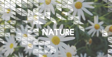 Chamomiles alanında, yakın çekim