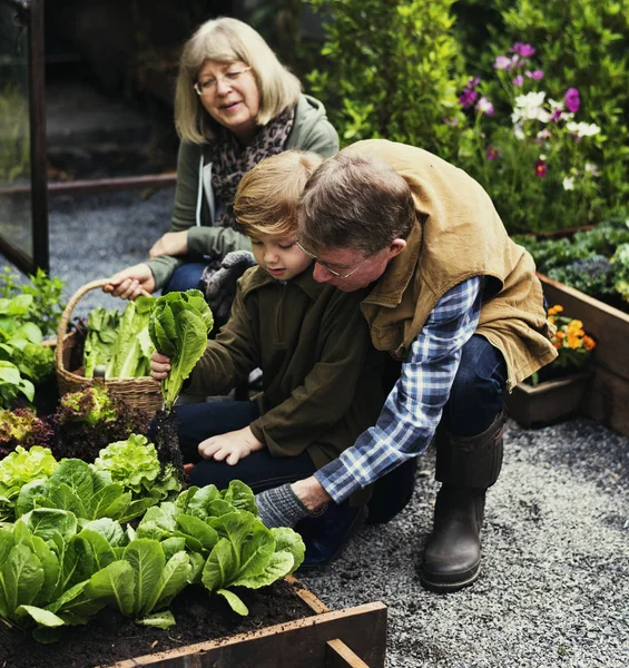 Бабушки и дедушки с внуками садоводства на заднем дворе — стоковое фото