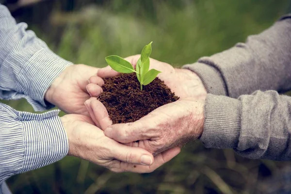 Manos sosteniendo planta verde en el suelo —  Fotos de Stock