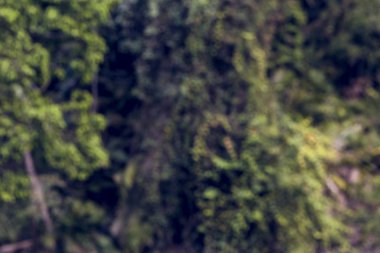 güzel yeşil yaz ağaçlar