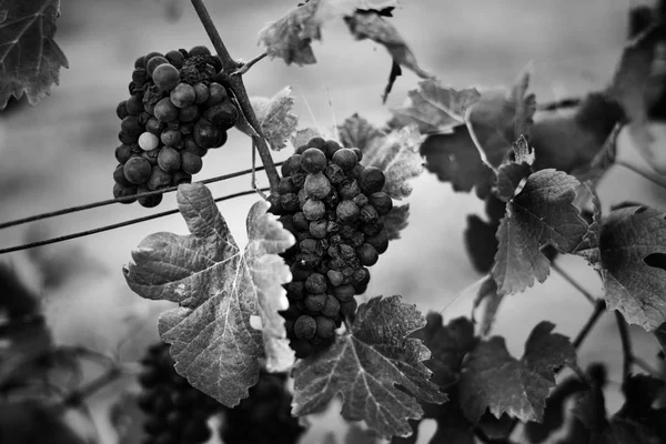 Uvas con hojas colgando — Foto de Stock