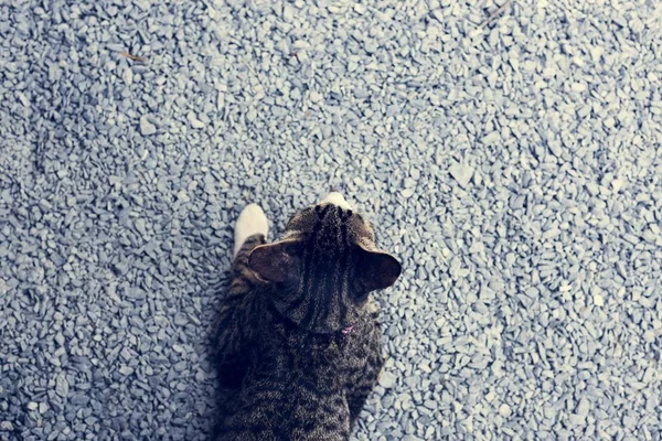 Gato deitado na estrada de asfalto — Fotografia de Stock