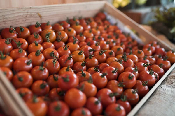 Färska Röda Tomater Vegetabilisk Skörd Från Gård Original Fotosätta — Stockfoto