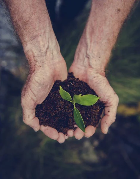Handen met groene plant in de bodem — Stockfoto