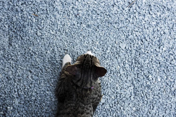 Gato deitado na estrada de asfalto — Fotografia de Stock