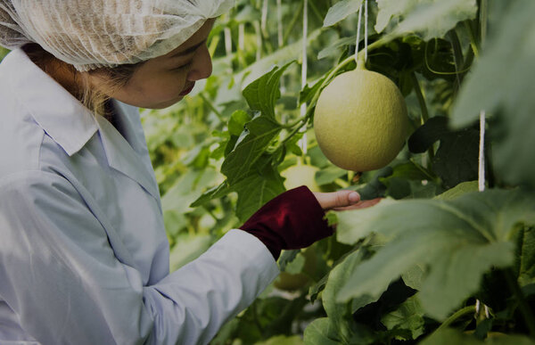 expert checking plants