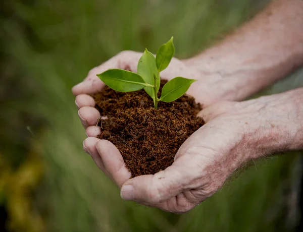 Persona que sostiene la planta en las manos — Foto de Stock