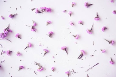 beyaz arkaplanda mor çiçekler 