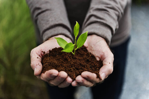 Person holding plant in hands