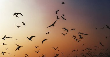 gökyüzünde uçan martılar