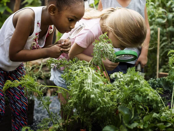Kids Learning Environment at Farm — Stock Photo, Image