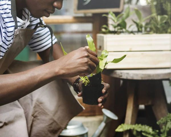 Plant Groene Groei Tuinieren Plantkunde Natuurlijke Oorspronkelijke Photoset — Stockfoto