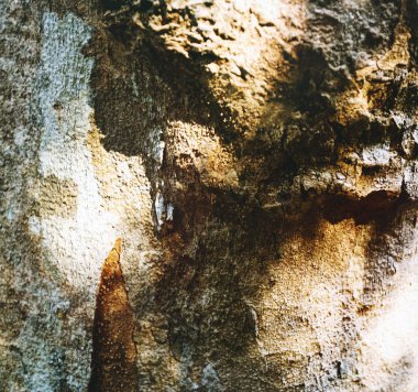 ahşap yüzey üzerinde Sunshine