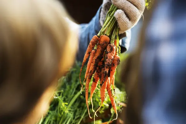 Agricultor com cenouras biológicas frescas — Fotografia de Stock