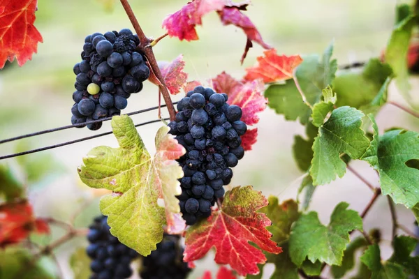 Виноград с висящими листьями — стоковое фото