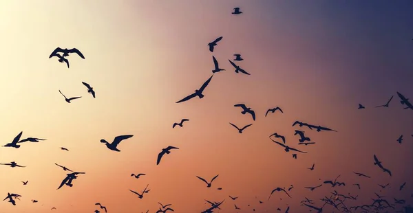 Möwen fliegen in den Himmel — Stockfoto